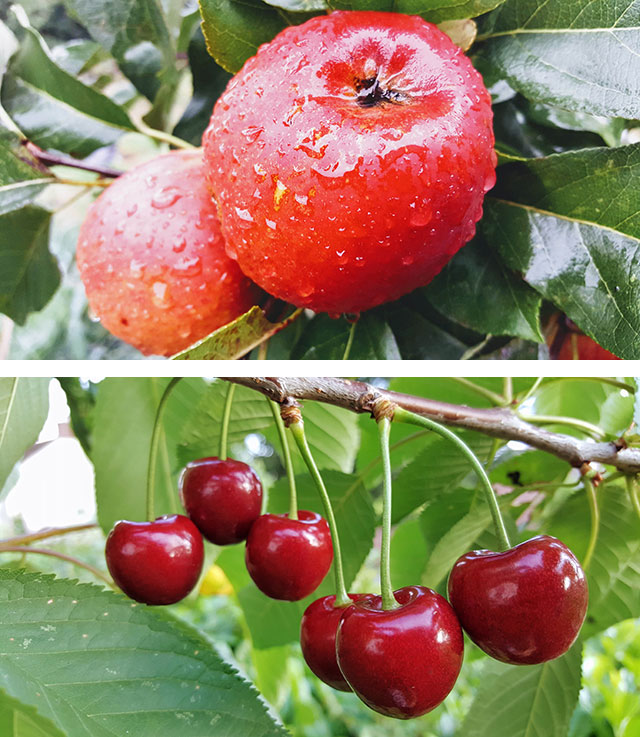 Adam's Apples Orchard Planner 