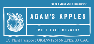 Apple Trees and Fruit Trees For Sale. Wholesale and retail. 